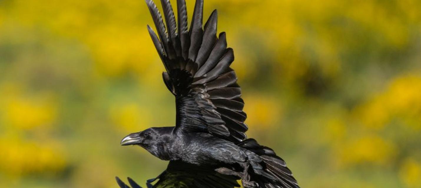 Kolkrabe im Flug vor gelbem Hintergrund