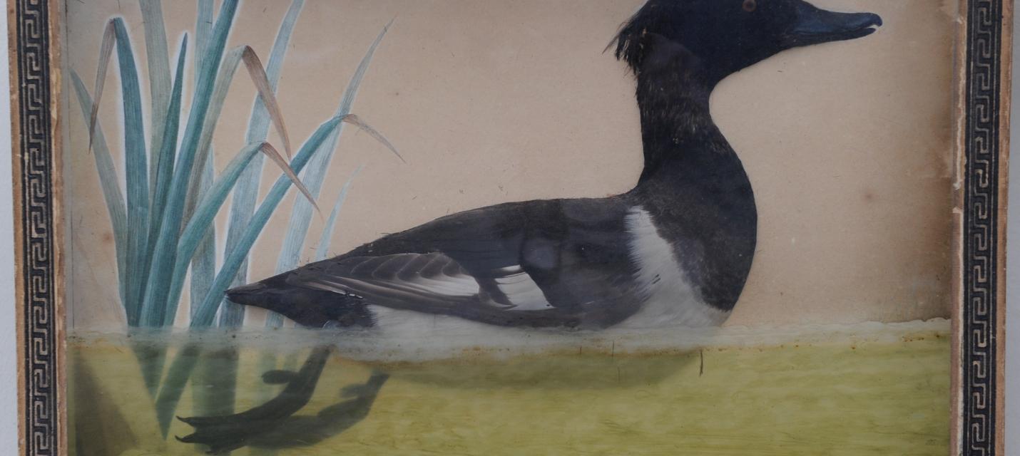 Schwimmende Reiherente in Halbrelief