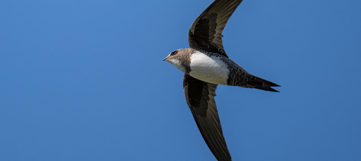 Alpensegler in der Luft von unten