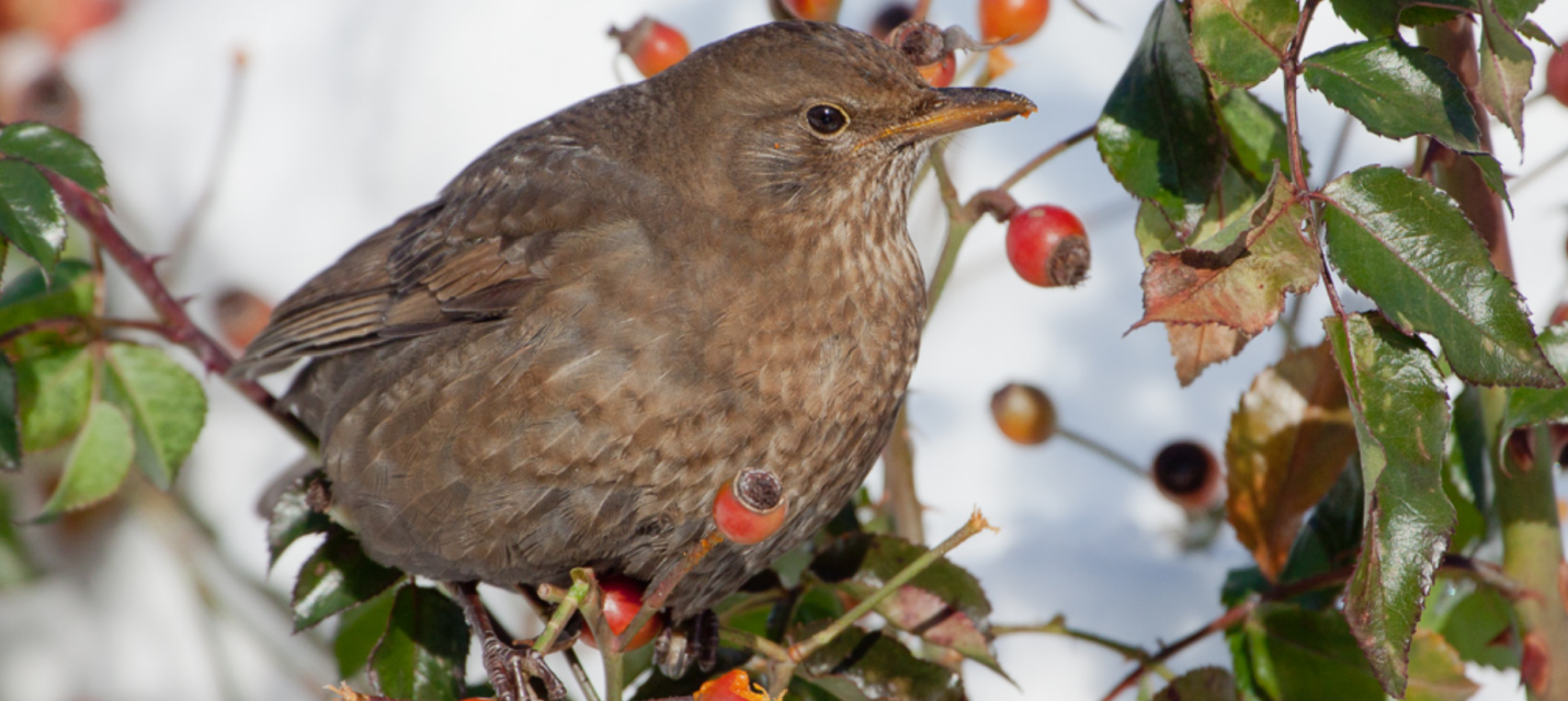 Amsel auf Hagebuttenast 