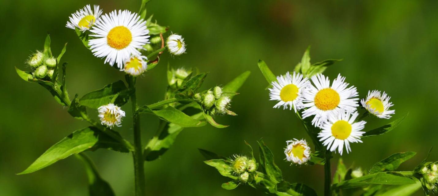 blühendes einjähriges Berufkraut