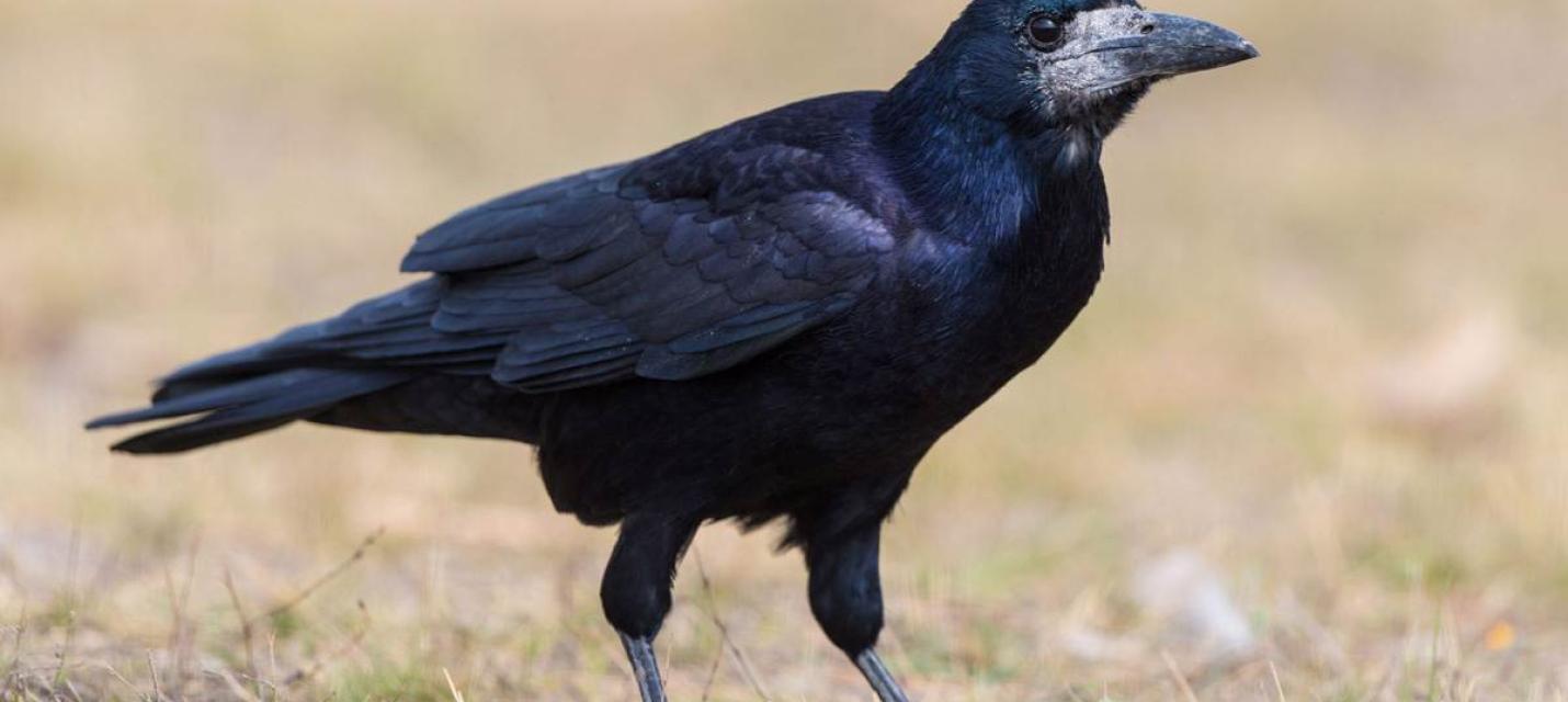 Saatkrähe