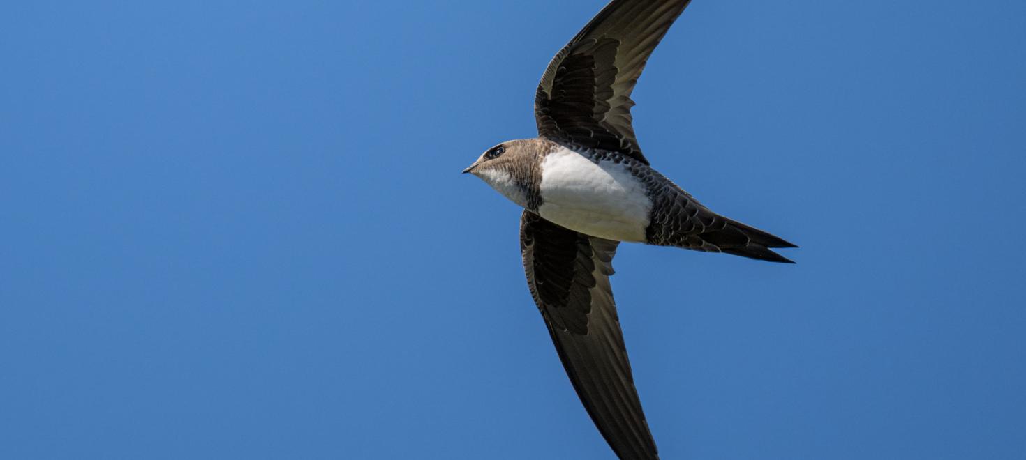 Alpensegler fliegend 