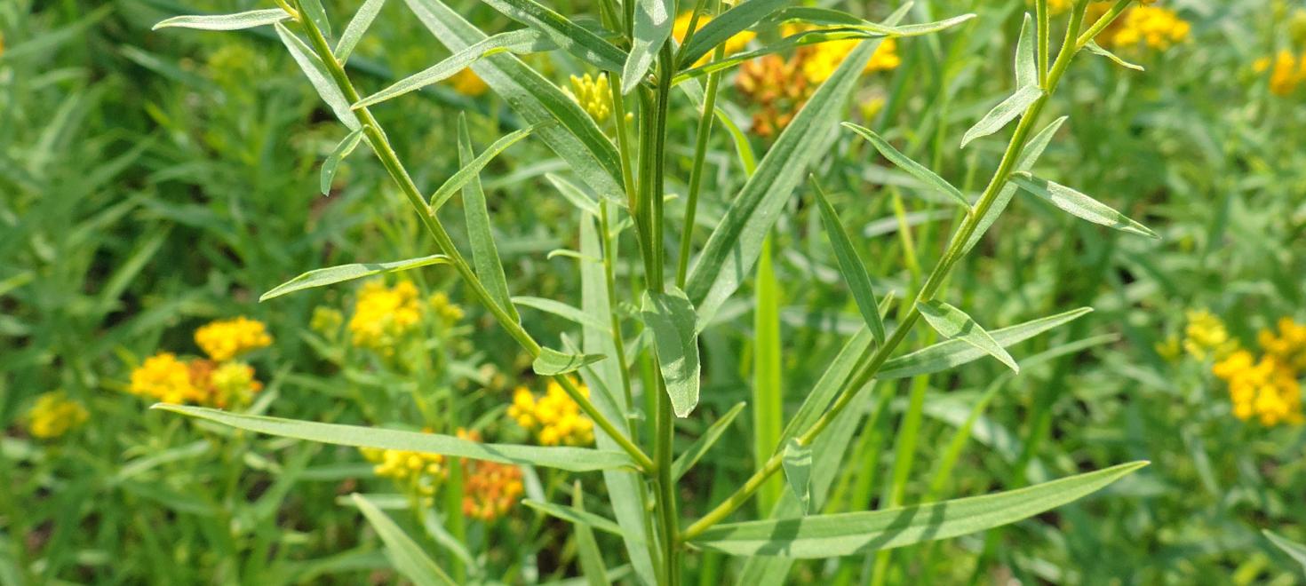 Blühende Grasblättrige Goldrute