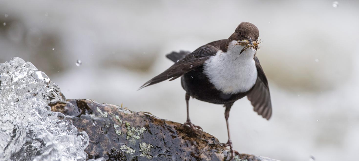 Wasseramsel mit einer Larve im Schnabel auf einem Stein stehend, der von Wasser umspült wird