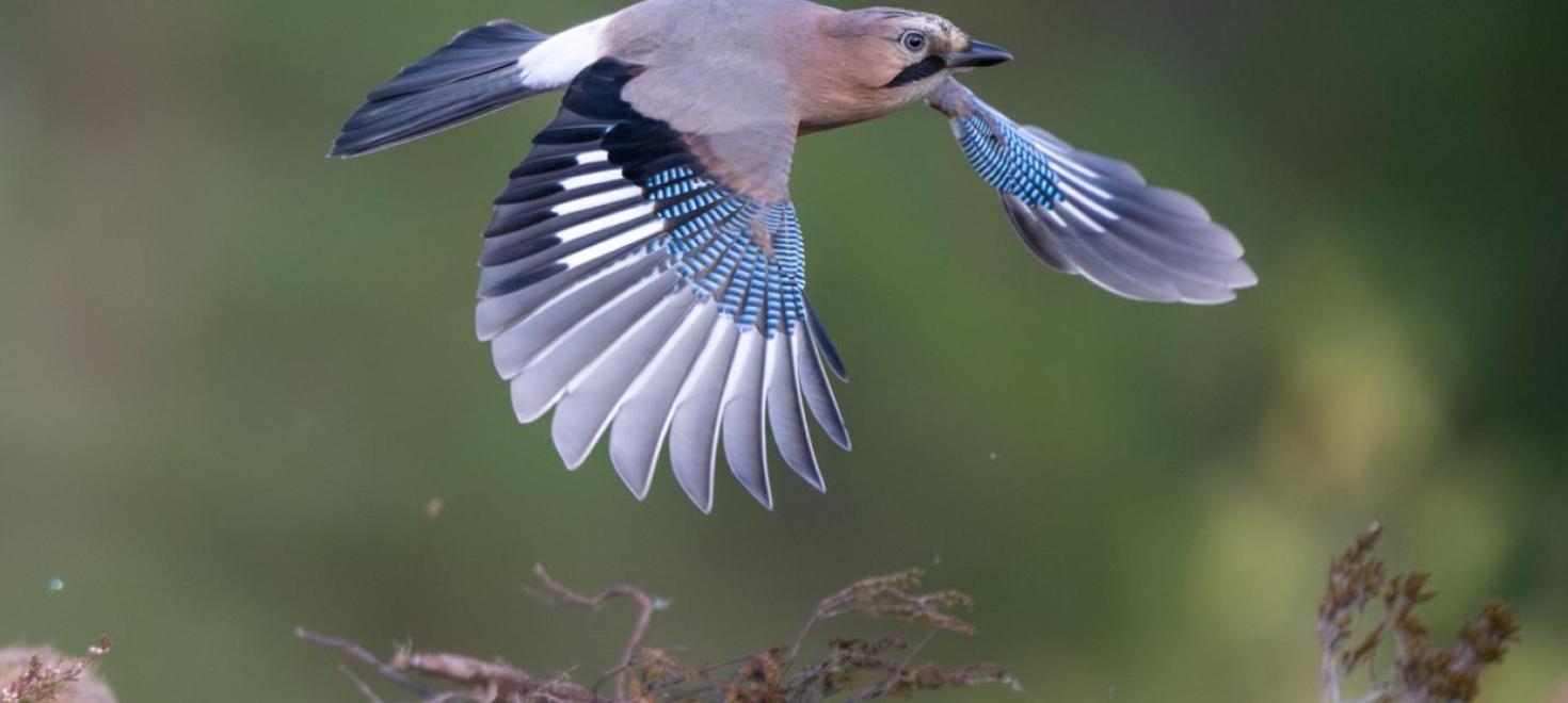 Eichelhäher fliegend
